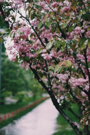 Spring Background