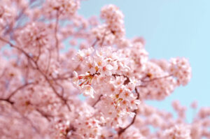 Desktop Spring Wallpaper