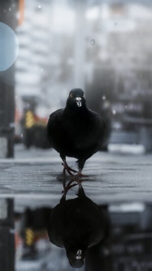 4K Pigeon Wallpaper 