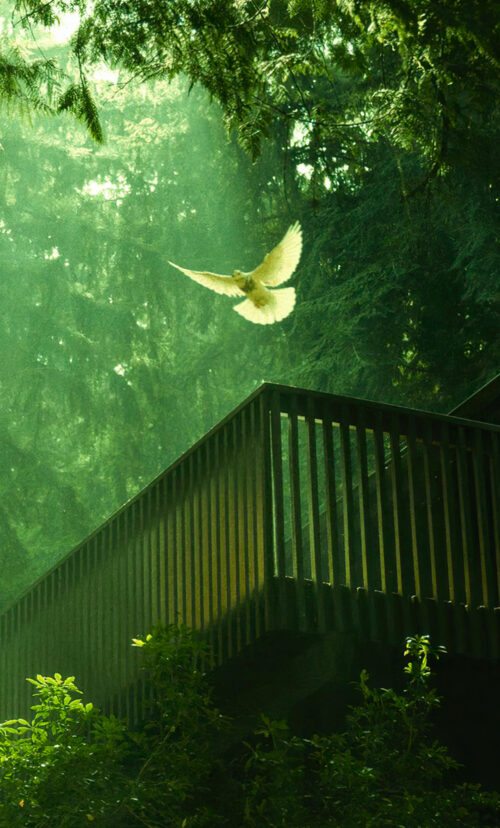 Pigeon Wallpaper WhatsPaper pigeon-wallpaper-whatspaper