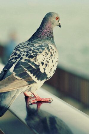 Pigeon Background 