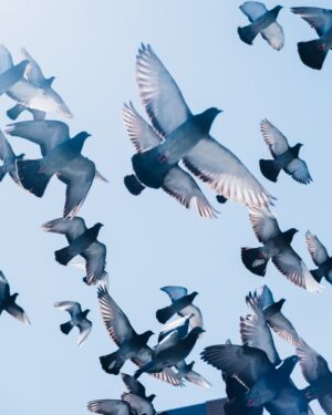 Pigeon Background
