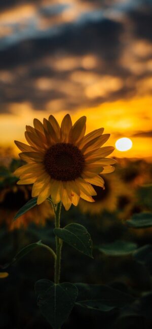 Sunflower Wallpaper 