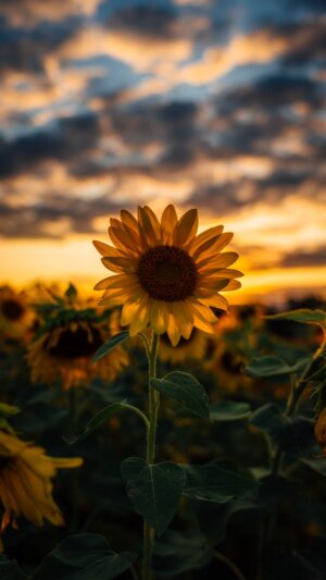 Sunflower Background