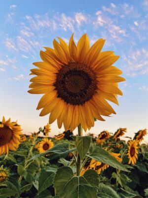 Sunflower Background 