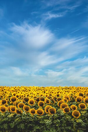 4K Sunflower Wallpaper