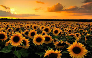 Sunflower Wallpaper Desktop