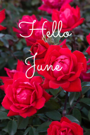 HD Hello June Wallpaper