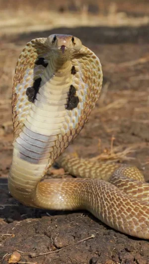 Snake Background 