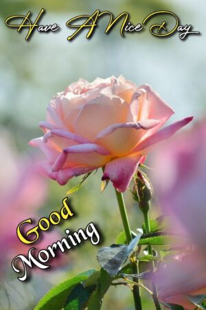 Good Morning Wallpaper 