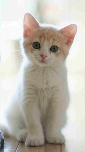 Cat Background
