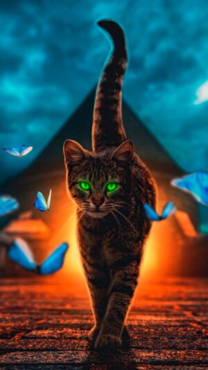 Cat Wallpaper 