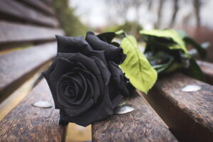 Desktop Black Rose Wallpaper 