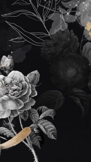 HD Black Rose Wallpaper
