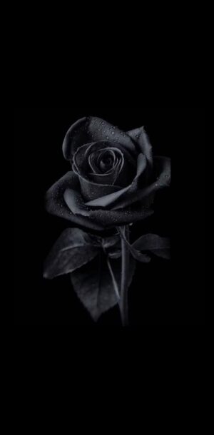 Black Rose Wallpaper 