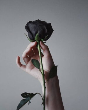 Black Rose Wallpaper