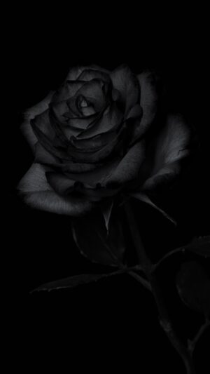 Black Rose Wallpaper