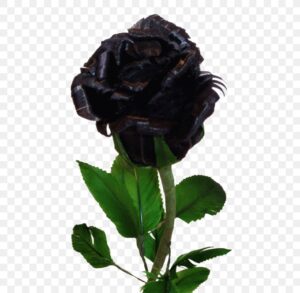 Black Rose Background