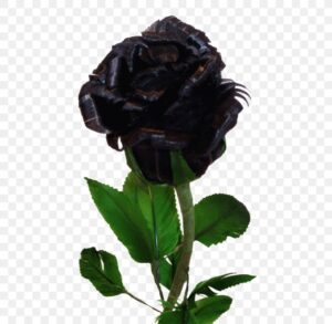 Black Rose Background