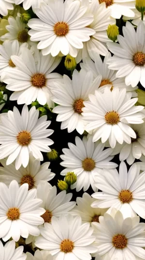 Daisy Background 