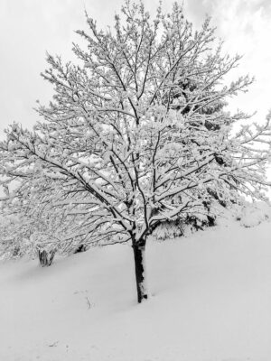 White Wallpaper