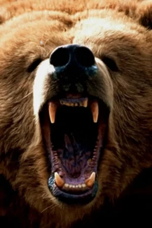 Desktop Bear Wallpaper