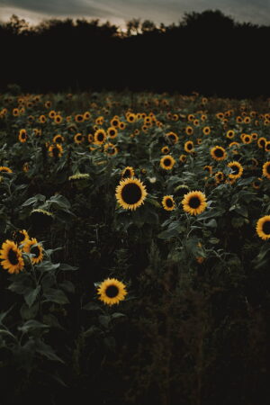 Sunflower Wallpaper 