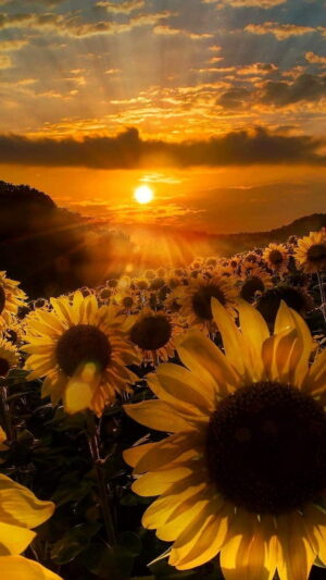 Sunflower Background 