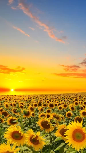 4K Sunflower Wallpaper 