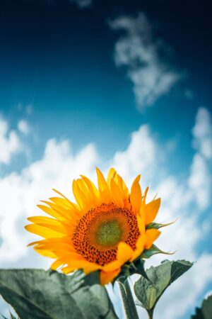 Sunflower Background 