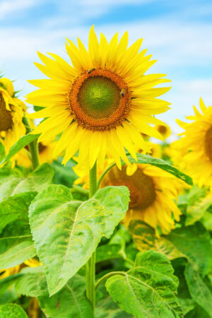 HD Sunflower Wallpaper 