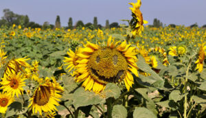 Desktop Sunflower Wallpaper