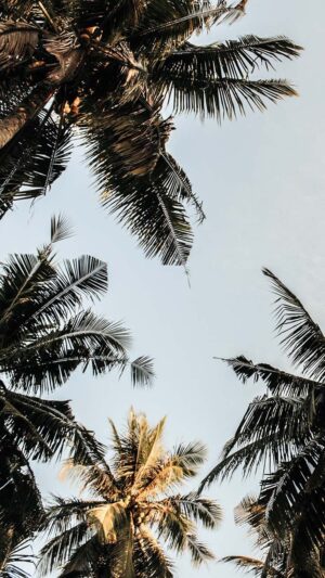 Palm Wallpaper