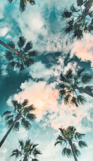 Palm Wallpaper 