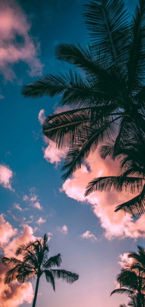 Palm Wallpaper 