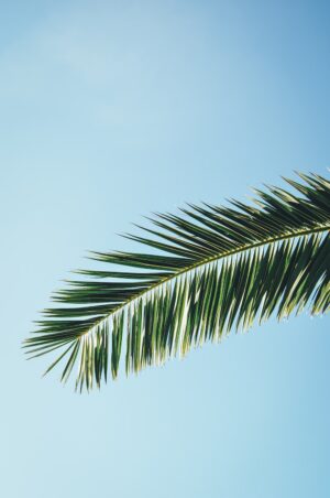 Palm Wallpaper