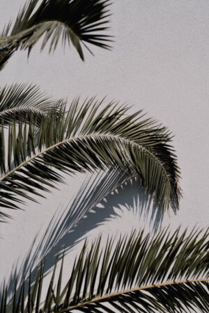 4K Palm Wallpaper