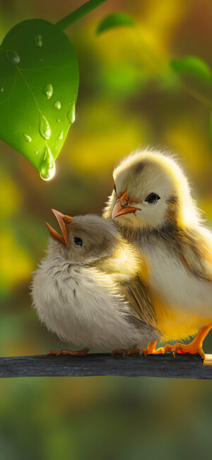 Chick Wallpaper 