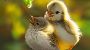 Chick Wallpaper Desktop