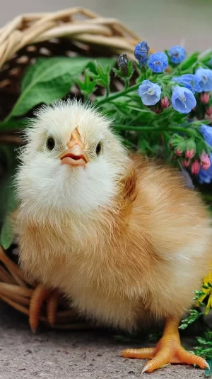 Chick Wallpaper 