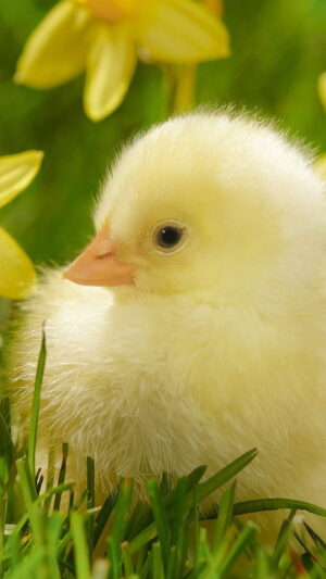 Chick Wallpaper 