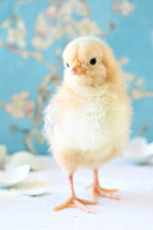 Chick Wallpaper 