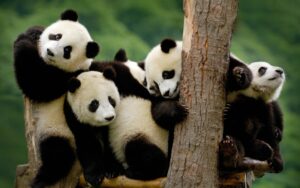 Desktop Panda Bear Wallpaper