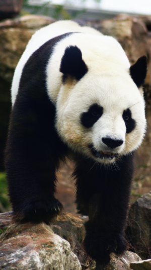 HD Panda Bear Wallpaper 