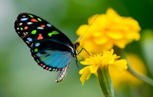 Desktop Butterfly Wallpaper
