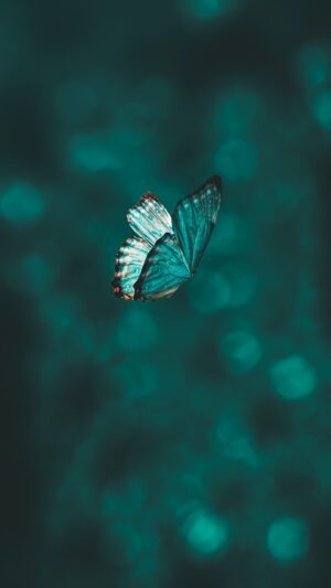 Butterfly Wallpaper