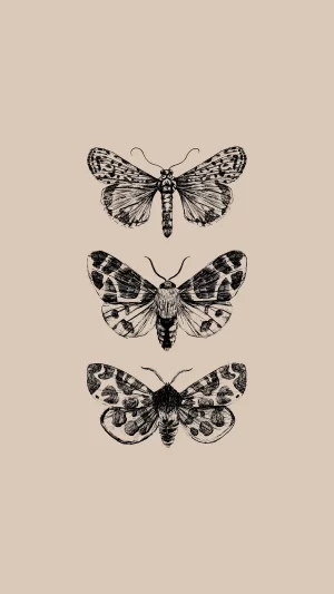 Butterfly Wallpaper 