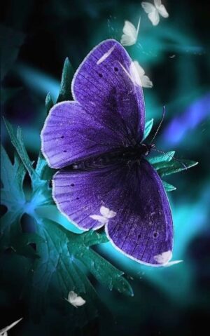 Butterfly Wallpaper 