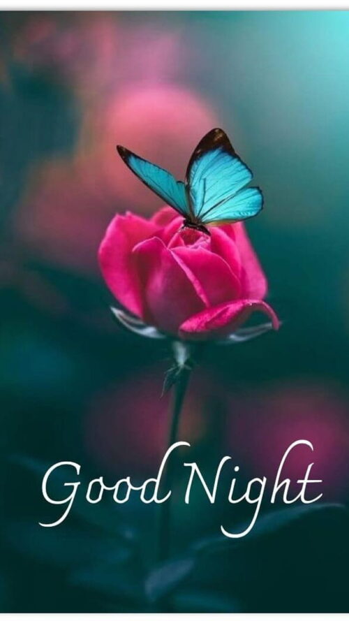 Good Night Wallpaper WhatsPaper