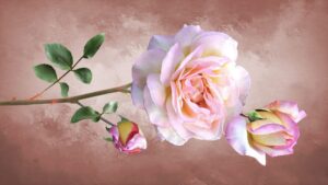 Desktop Rose Wallpaper